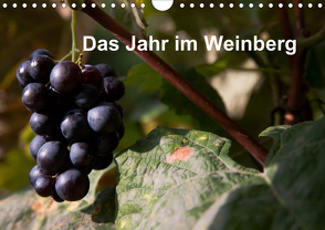 Das Jahr im Weinberg (Wandkalender 2021 DIN A4 quer) von Baumert,  Frank