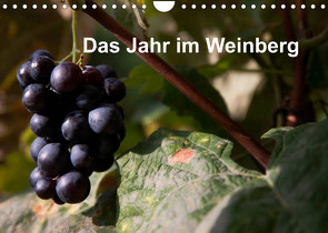 Das Jahr im Weinberg (Wandkalender 2022 DIN A4 quer) von Baumert,  Frank