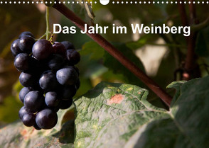 Das Jahr im Weinberg (Wandkalender 2023 DIN A3 quer) von Baumert,  Frank