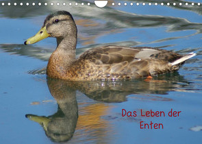 Das Leben der Enten (Wandkalender 2023 DIN A4 quer) von kattobello