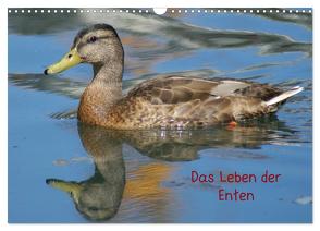 Das Leben der Enten (Wandkalender 2024 DIN A3 quer), CALVENDO Monatskalender von Kattobello,  Kattobello