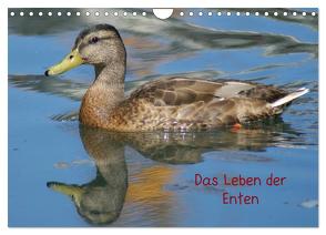 Das Leben der Enten (Wandkalender 2024 DIN A4 quer), CALVENDO Monatskalender von Kattobello,  Kattobello