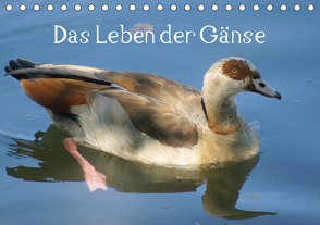 Das Leben der Gänse (Tischkalender 2021 DIN A5 quer) von kattobello