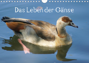 Das Leben der Gänse (Wandkalender 2021 DIN A4 quer) von kattobello