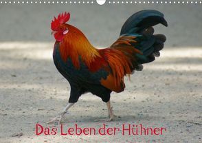 Das Leben der Hühner (Posterbuch DIN A3 quer) von Kattobello,  k.A.