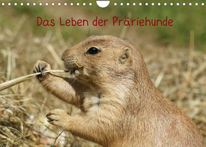 Das Leben der Präriehunde (Wandkalender 2022 DIN A4 quer) von kattobello