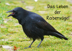 Das Leben der Rabenvögel (Wandkalender 2021 DIN A3 quer) von kattobello