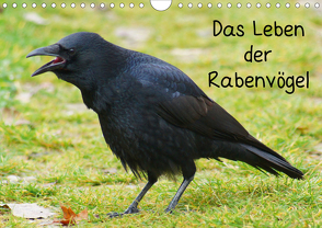 Das Leben der Rabenvögel (Wandkalender 2021 DIN A4 quer) von kattobello