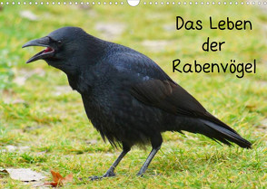 Das Leben der Rabenvögel (Wandkalender 2022 DIN A3 quer) von kattobello