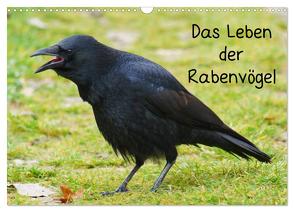 Das Leben der Rabenvögel (Wandkalender 2024 DIN A3 quer), CALVENDO Monatskalender von Kattobello,  Kattobello