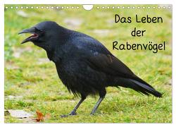 Das Leben der Rabenvögel (Wandkalender 2024 DIN A4 quer), CALVENDO Monatskalender von Kattobello,  Kattobello