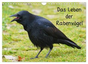 Das Leben der Rabenvögel (Wandkalender 2024 DIN A4 quer), CALVENDO Monatskalender von Kattobello,  Kattobello