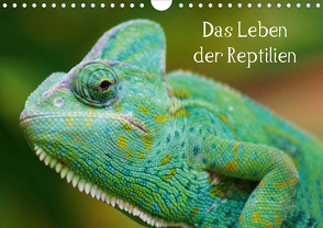 Das Leben der Reptilien (Wandkalender 2020 DIN A4 quer) von kattobello