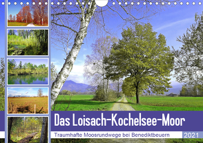 Das Loisach-Kochelsee-Moor Traumhafte Moosrundwege bei Benediktbeuern (Wandkalender 2021 DIN A4 quer) von Schimmack,  Michaela