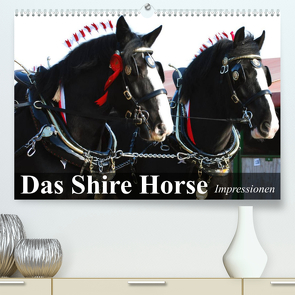 Das Shire Horse. Impressionen (Premium, hochwertiger DIN A2 Wandkalender 2023, Kunstdruck in Hochglanz) von Stanzer,  Elisabeth