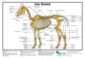 Das Skelett von Hertsch,  Bodo, Spenlen,  Uwe