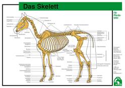 Das Skelett von Hertsch,  Bodo, Spenlen,  Uwe