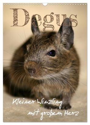 Degus – Winzlinge mit großem Herz (Wandkalender 2024 DIN A3 hoch), CALVENDO Monatskalender von Tapper,  Daniela