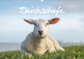 Deichschafe (Wandkalender 2020 DIN A2 quer) von Giesers,  Stephan