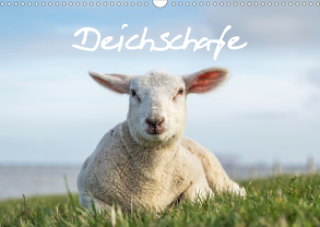 Deichschafe (Wandkalender 2020 DIN A3 quer) von Giesers,  Stephan