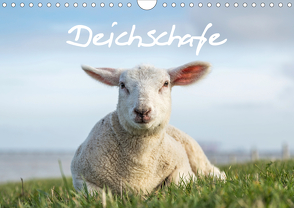 Deichschafe (Wandkalender 2020 DIN A4 quer) von Giesers,  Stephan