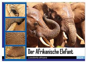 Der Afrikanische Elefant – Loxodonta africana (Wandkalender 2024 DIN A2 quer), CALVENDO Monatskalender von Fraatz,  Barbara