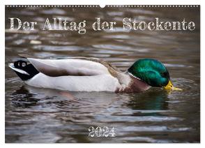 Der Alltag der Stockente (Wandkalender 2024 DIN A2 quer), CALVENDO Monatskalender von Mahrhofer,  Verena