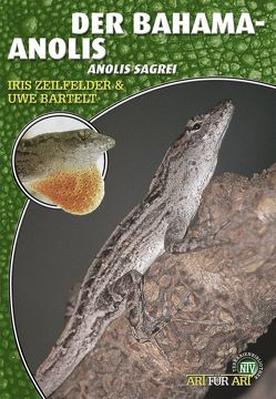 Der Bahama-Anolis von Bartelt,  Uwe, Zeilfelder,  Iris