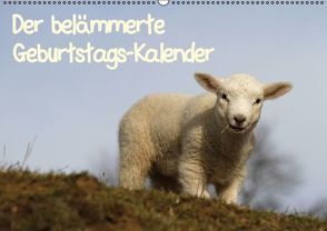 Der belämmerte Geburtstags-Kalender (Wandkalender immerwährend DIN A2 quer) von Lindert-Rottke,  Antje