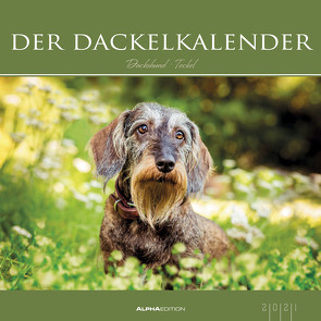 Der Dackelkalender 2021 – Bild-Kalender 33×33 cm – Dachshunds – Tierkalender – Wandplaner – Alpha Edition