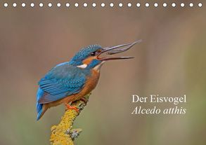 Der Eisvogel – Alcedo atthis (Tischkalender 2019 DIN A5 quer) von Dürre,  Wiking