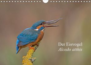 Der Eisvogel – Alcedo atthis (Wandkalender 2019 DIN A4 quer) von Dürre,  Wiking