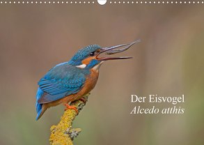 Der Eisvogel – Alcedo atthis (Wandkalender 2020 DIN A3 quer) von Dürre,  Wiking