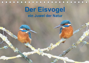 Der Eisvogel ein Juwel der Natur (Tischkalender 2021 DIN A5 quer) von Rufotos