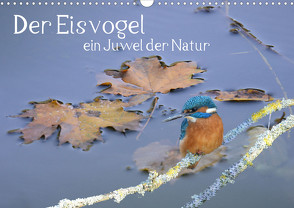 Der Eisvogel, ein Juwel der Natur (Wandkalender 2024 DIN A3 quer) von Rufotos