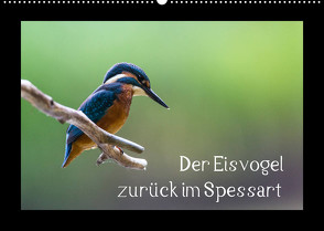 Der Eisvogel zurück im Spessart (Wandkalender 2023 DIN A2 quer) von Reibert,  Björn