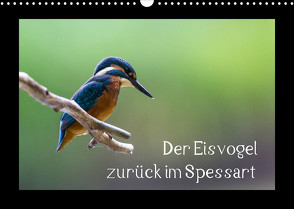 Der Eisvogel zurück im Spessart (Wandkalender 2023 DIN A3 quer) von Reibert,  Björn