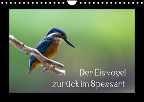 Der Eisvogel zurück im Spessart (Wandkalender 2023 DIN A4 quer) von Reibert,  Björn