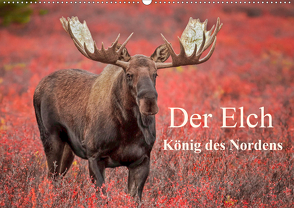 Der Elch – König des Nordens (Wandkalender 2021 DIN A2 quer) von Paletta (www.finntastic.de),  Inken, Pelzer / www.Pelzer-Photography.com,  Claudia