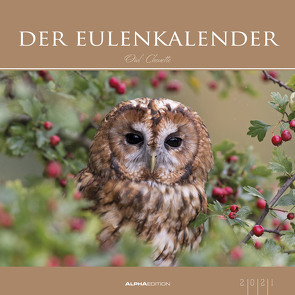 Der Eulenkalender 2021 – Bild-Kalender 33×33 cm – Owls – Tierkalender – Wandplaner – Alpha Edition