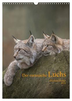 Der eurasische Luchs (Wandkalender 2024 DIN A3 hoch), CALVENDO Monatskalender von Becker,  Eberhard