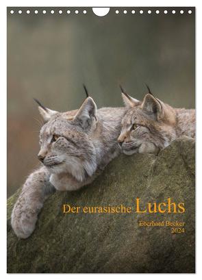 Der eurasische Luchs (Wandkalender 2024 DIN A4 hoch), CALVENDO Monatskalender von Becker,  Eberhard