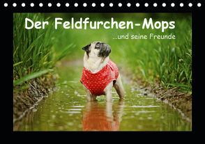 Der Feldfurchen-Mops (Tischkalender 2021 DIN A5 quer) von Köntopp,  Kathrin