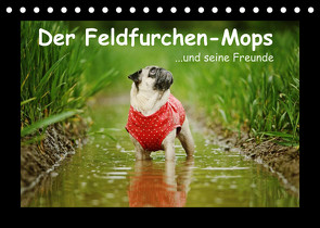 Der Feldfurchen-Mops (Tischkalender 2023 DIN A5 quer) von Köntopp,  Kathrin