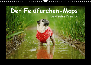 Der Feldfurchen-Mops (Wandkalender 2023 DIN A3 quer) von Köntopp,  Kathrin