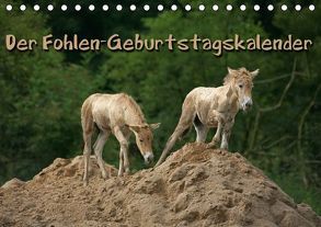 Der Fohlen-Geburtstagskalender (Tischkalender immerwährend DIN A5 quer) von Berg,  Martina