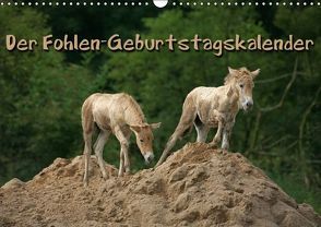 Der Fohlen-Geburtstagskalender (Wandkalender immerwährend DIN A3 quer) von Berg,  Martina