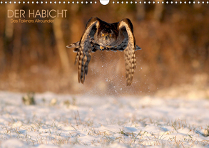 DER HABICHT, Des Falkners Allrounder (Wandkalender 2020 DIN A3 quer) von Brandmeier,  Wolfgang