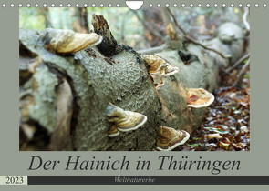 Der Hainich in Thüringen – Weltnaturerbe (Wandkalender 2023 DIN A4 quer) von Flori0