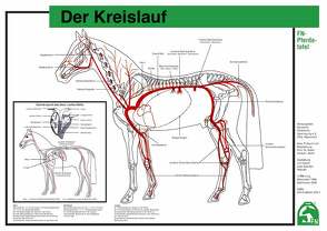 Der Kreislauf von Deutsche Reiterliche Vereinigung e.V. (FN), Prof.Dr. Hertsch,  Bodo, Spenlen,  Uwe